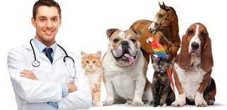 Consulta virtual, Teleconsulta, asesoria veterinaria
